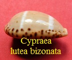 Cypraea palmadusta lutea bizonata, Iredale 1935